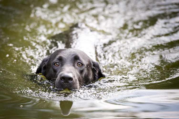 Schwimmender Labrador