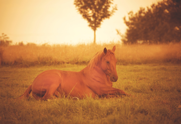 Pferd liegend im Morgenlicht