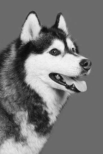 Husky im Fotostudio für Hunde
