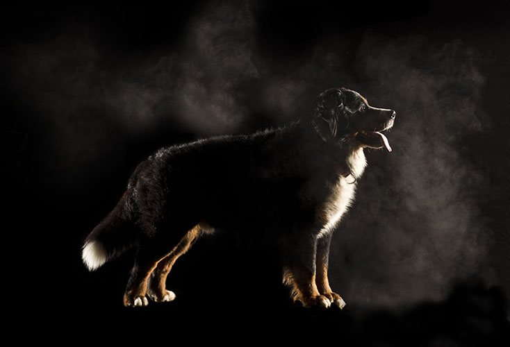 Hund mit Nebel im Studio - Hunde Fotoshooting
