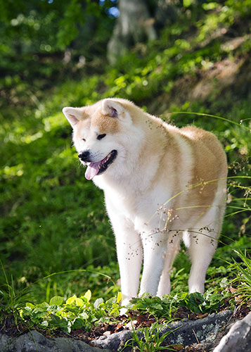Hunde Fotoshooting - im Wald