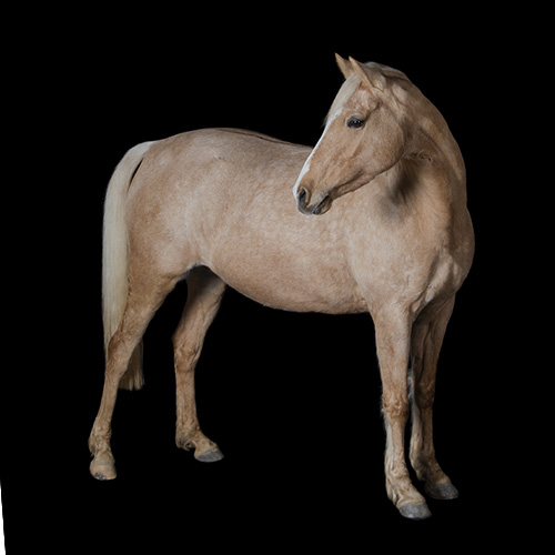 Pferd Hintergrund