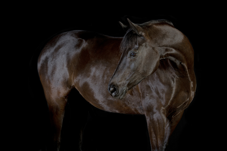 Pferde im Fotostudio