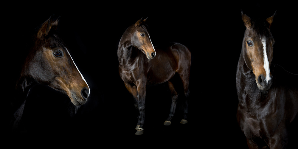 Pferdefotografien - schöne Pferdebilder