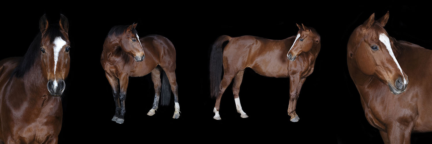 Pferdefotografie - schwarzer Hintergrund