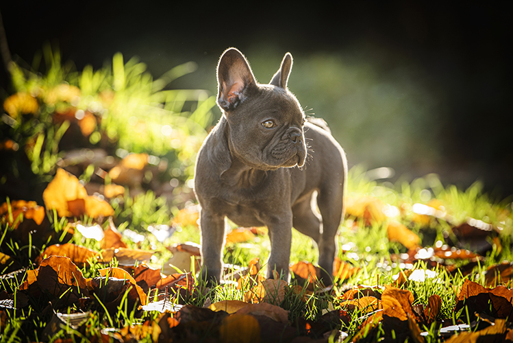Fotoshooting mit Hund im Herbst