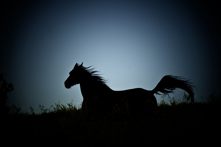 Silhouette Pferd - Galopp Abendlicht