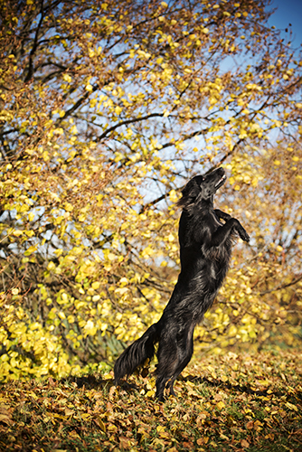 Herbst Fotoshooting mit Hund