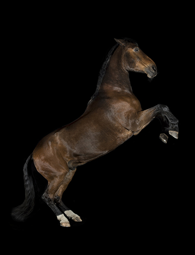 steigendes Pferd im Fotostudio