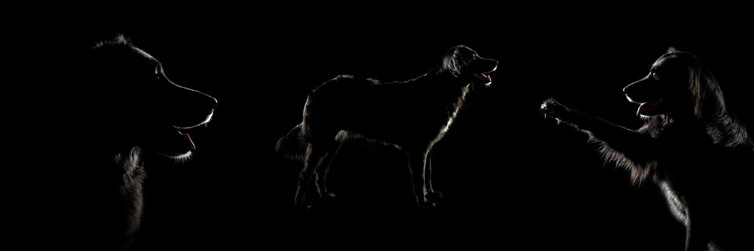 Hundebilder - Fotograf Hund und Pferd