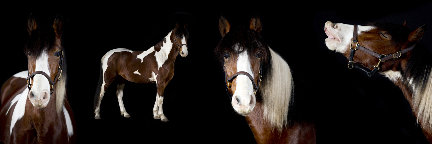 Pferdefotografie mit schwarzem Hintergrund