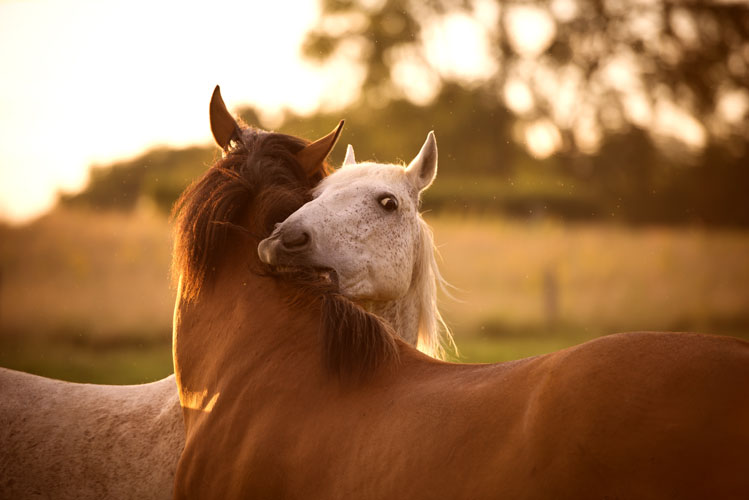 Tierfotografie nrw - Pferdefotos auf der weide