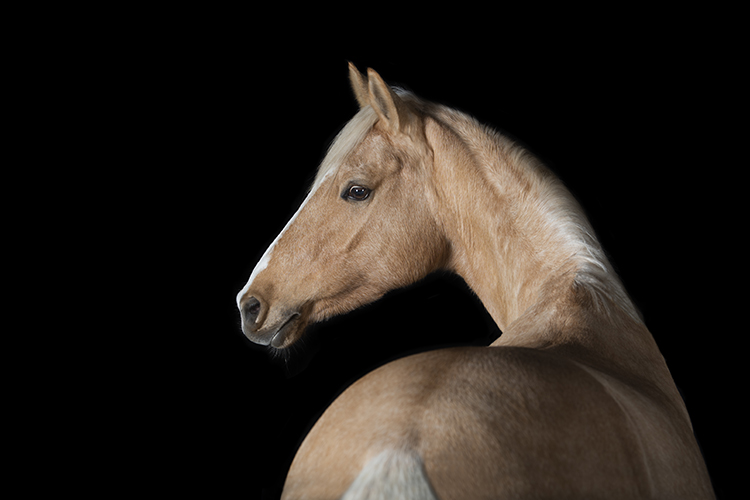 Pferdefotografie - schwarzer Hintergrund