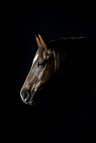 pferd fotografieren schwarzer hintergrund